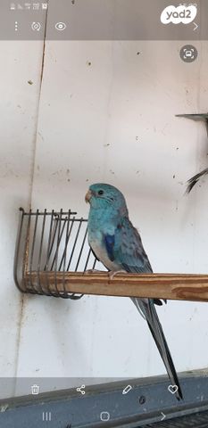 תמונת מודעה - חיות מחמד