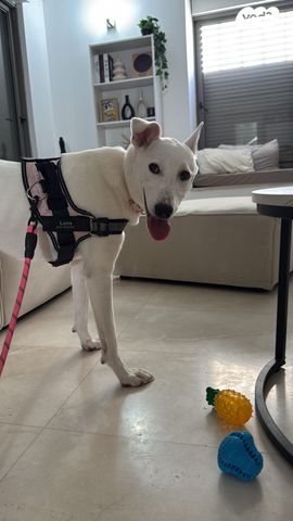 תמונת מודעה - חיות מחמד