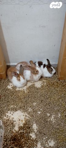 תמונת מודעה - חיות מחמד