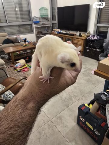 מכרסם סנאי מעופף \ שוגר