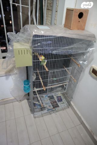 תוכי פינקים