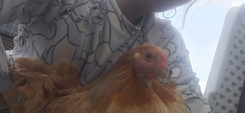 חיית משק ברהמה