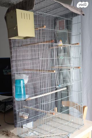 תוכי פינקים