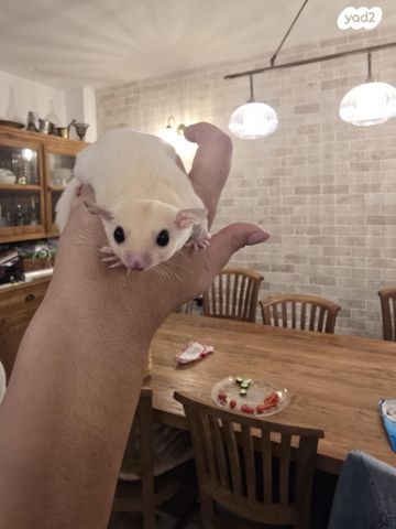 מכרסם סנאי מעופף \ שוגר