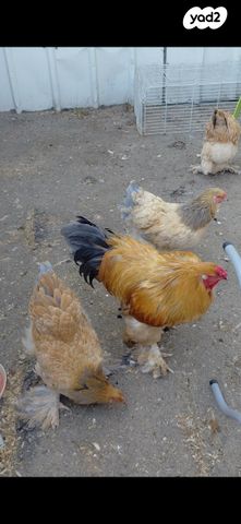 חיית משק ברהמה