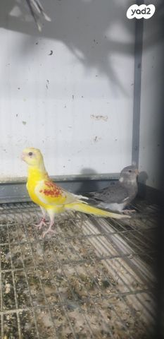 תוכי פרקיטים אוסטרלים