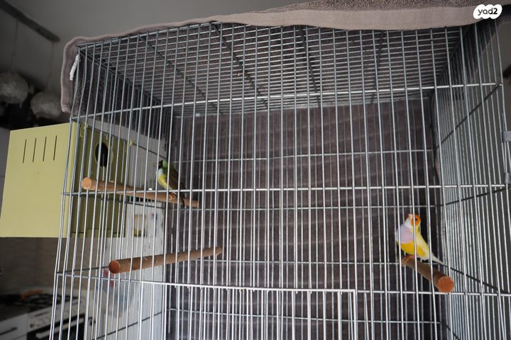 תוכי פינקים