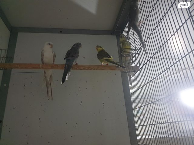 תוכי פרקיטים אוסטרלים