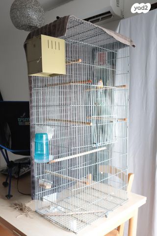 תוכי פינקים