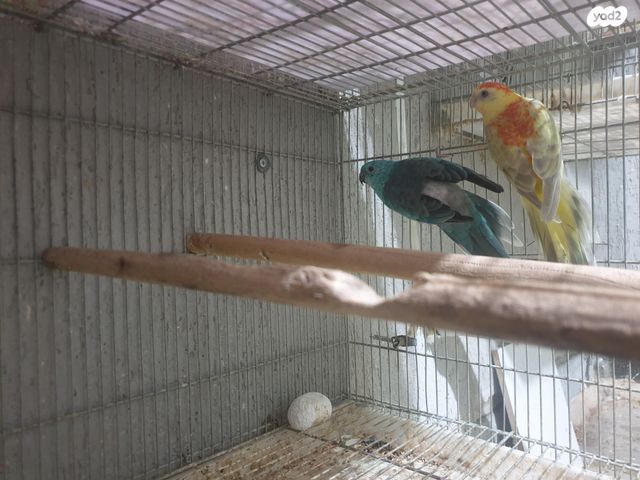 תוכי פרקיטים אוסטרלים