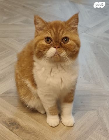 חתול אקזוטי קצר שיער