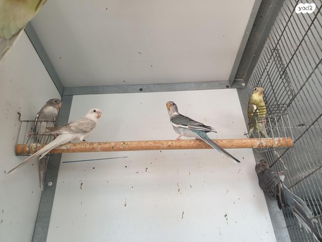 תוכי פרקיטים אוסטרלים