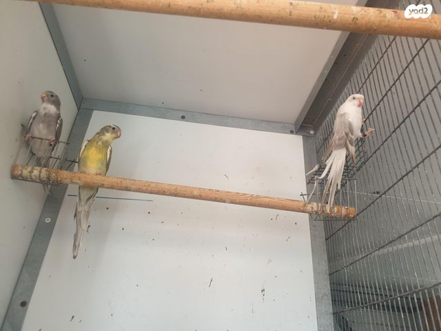 תוכי פרקיטים אוסטרלים