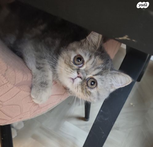 חתול אקזוטי קצר שיער