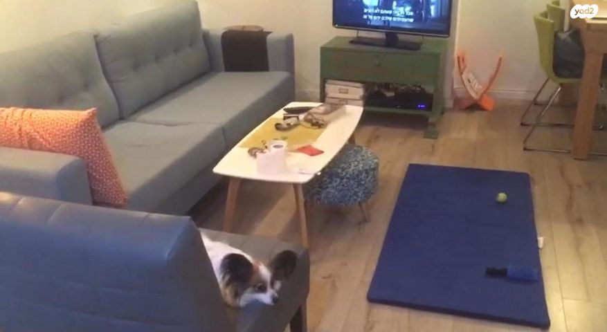 אשתורי הפרחי 16