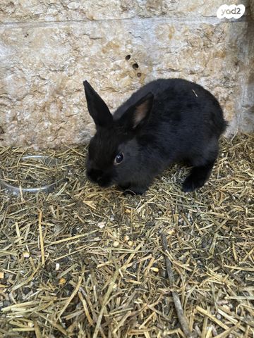 מכרסם ארנב ננסי