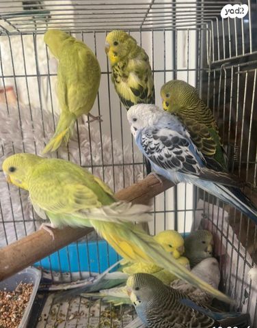 תמונת מודעה - חיות מחמד