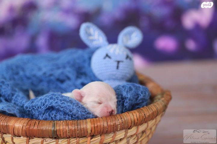 תמונת מודעה - חיות מחמד