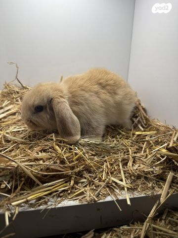 תמונת מודעה - חיות מחמד