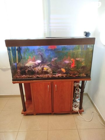 תמונת מודעה - חיות מחמד