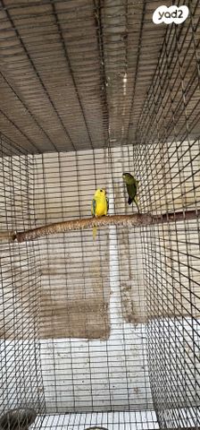 תמונת מודעה - חיות מחמד