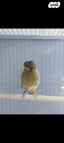 תמונת מודעה - חיות מחמד