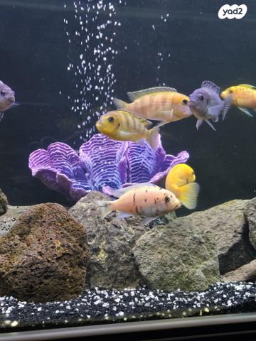 תמונת מודעה - חיות מחמד