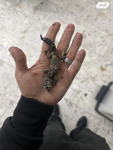 תמונת מודעה - חיות מחמד