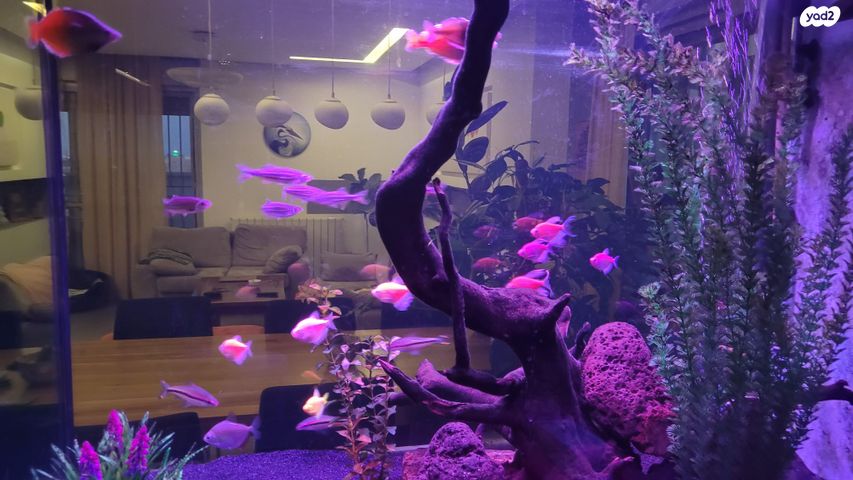 תמונת מודעה - חיות מחמד