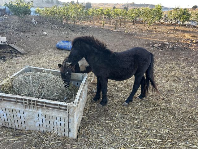 תמונת מודעה - חיות מחמד