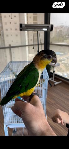 תמונת מודעה - חיות מחמד