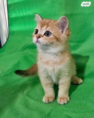 תמונת מודעה - חיות מחמד