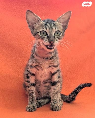 תמונת מודעה - חיות מחמד