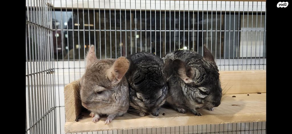 תמונת מודעה - חיות מחמד