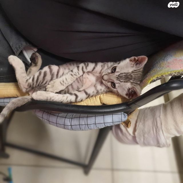 תמונת מודעה - חיות מחמד