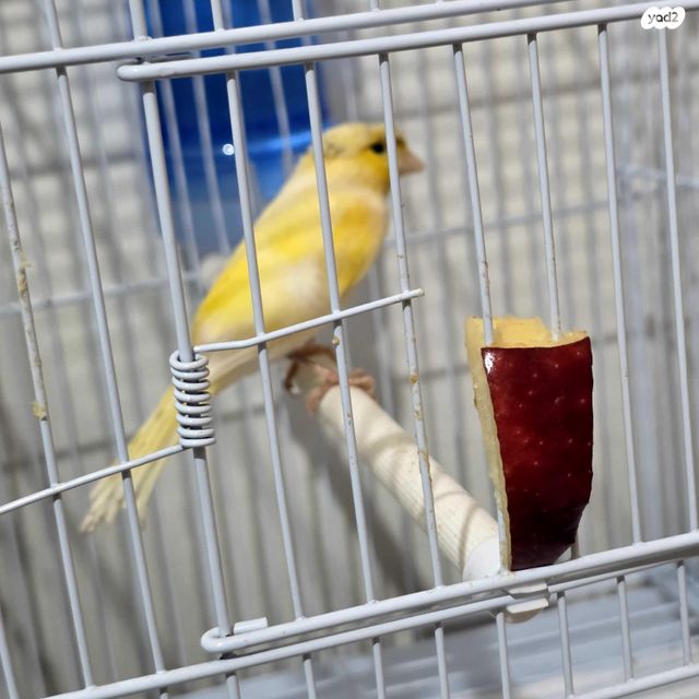 תמונת מודעה - חיות מחמד