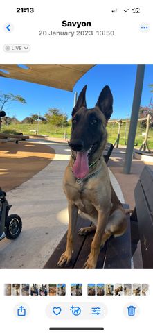 תמונת מודעה - חיות מחמד