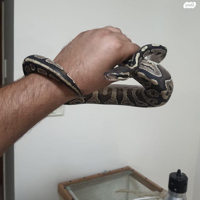 תמונת מודעה - חיות מחמד