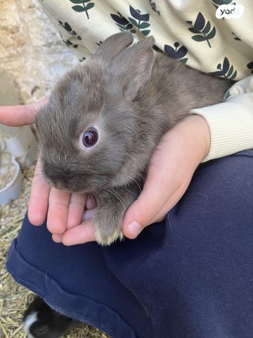 תמונת מודעה - חיות מחמד