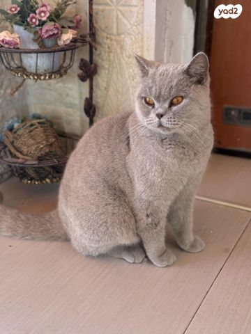 תמונת מודעה - חיות מחמד