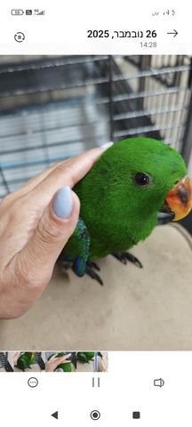 תמונת מודעה - חיות מחמד