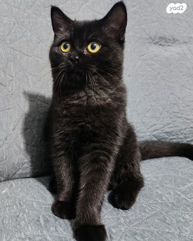 תמונת מודעה - חיות מחמד