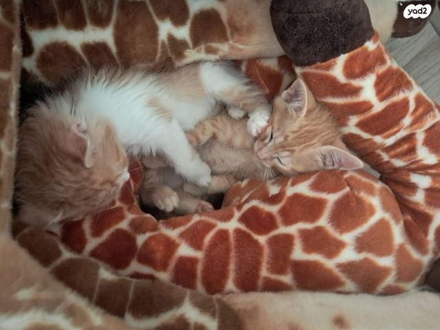 תמונת מודעה - חיות מחמד