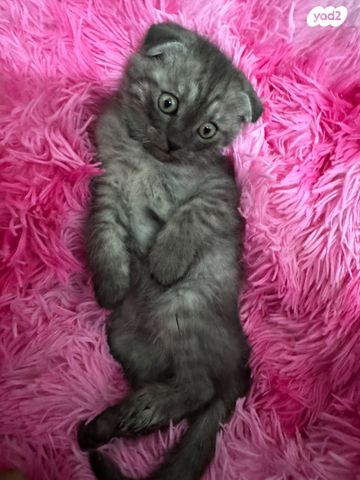 תמונת מודעה - חיות מחמד