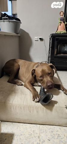 תמונת מודעה - חיות מחמד