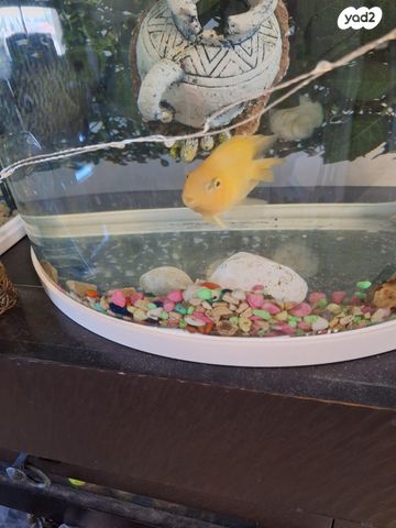 תמונת מודעה - חיות מחמד