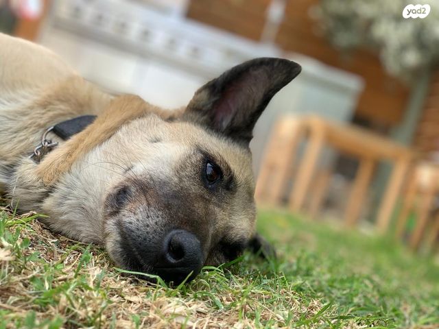 תמונת מודעה - חיות מחמד