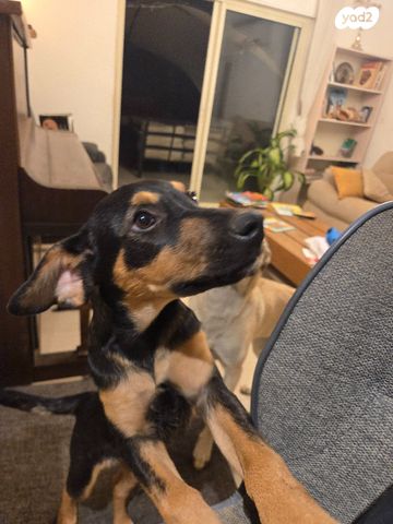 תמונת מודעה - חיות מחמד