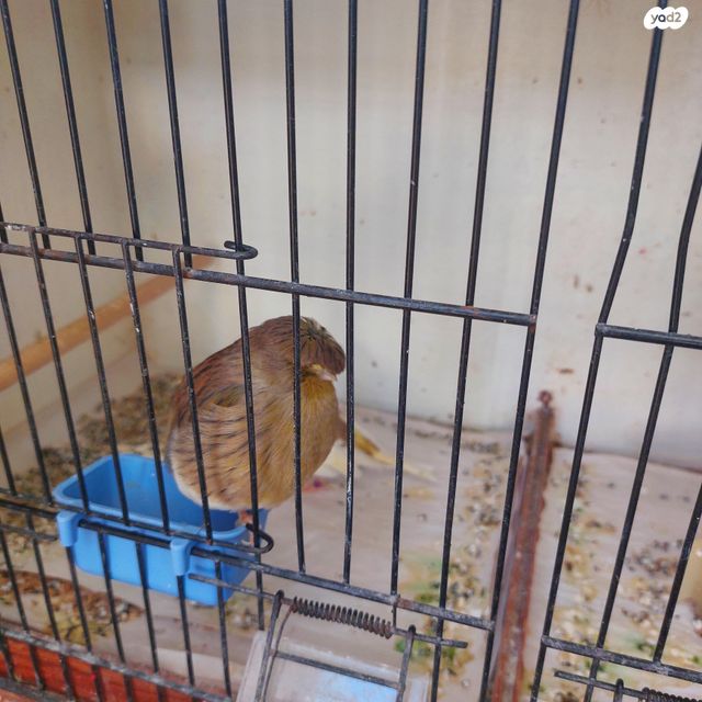 תמונת מודעה - חיות מחמד