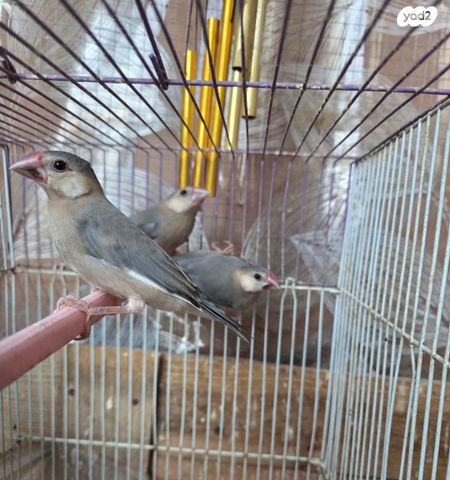 תמונת מודעה - חיות מחמד